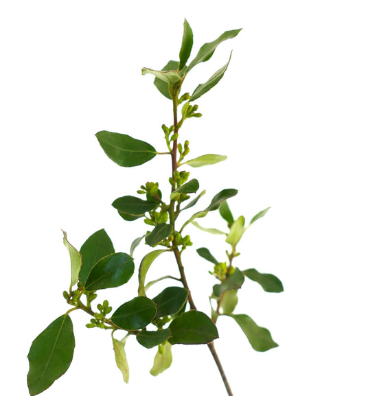 Rhamnus alaternus slender branch with glossy green leaves and small flower buds