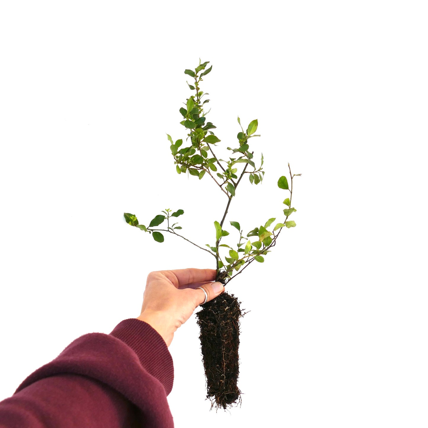 ラームヌス・アラテルヌスの若い緑の低木、小さな葉と露出した根球を手で持っています