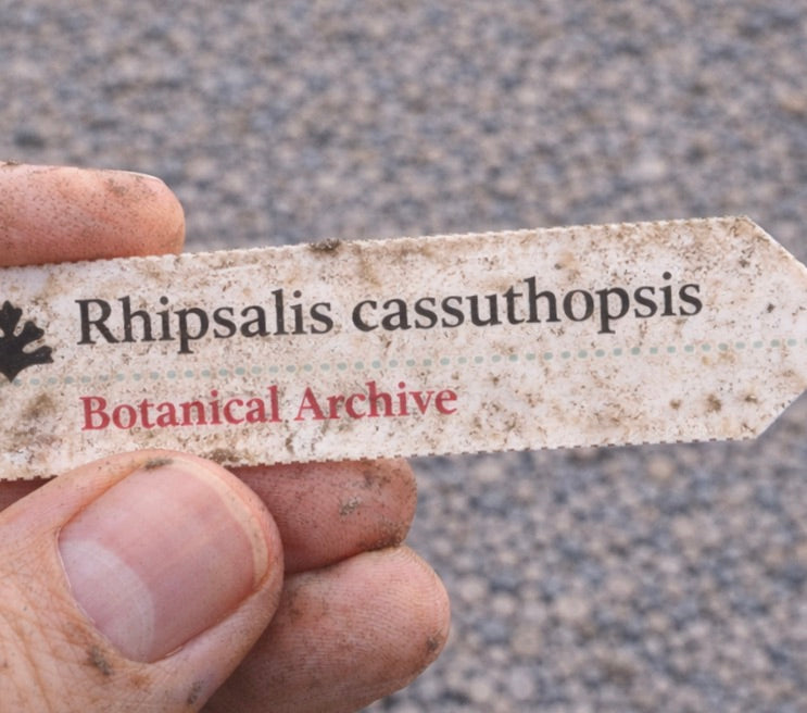 Gepersonaliseerd plantenlabel voor Rhipsalis cassuthopsis in de hand gehouden met aarde op de vingers