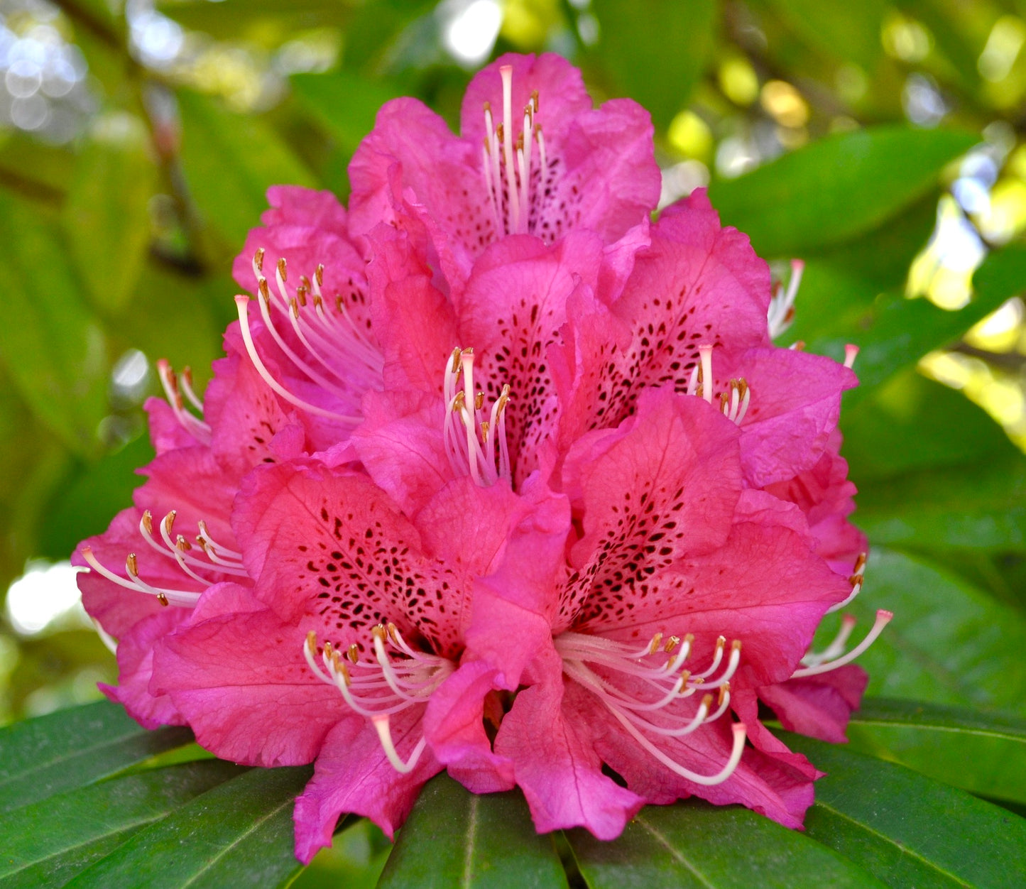 Rhododendron ssp. cv PINK PANTHER leuchtend pinke Blütenrispen mit gefleckten Blütenblättern und grünen Blättern