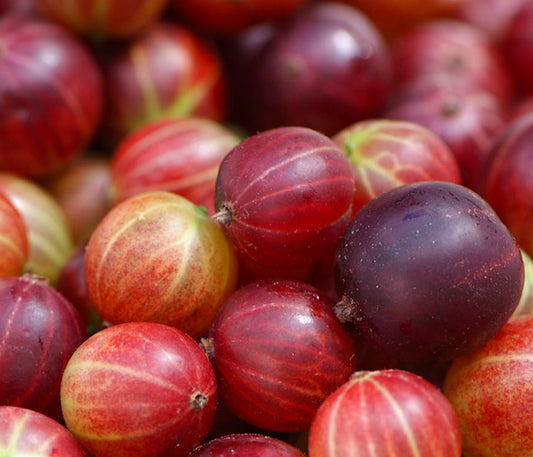 Ribes grossularia ripe red and purple gooseberries with smooth textured skin close-up