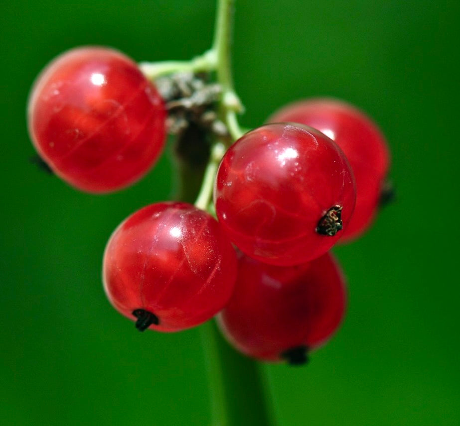 Ribes rubrum grappolo di bacche rosse traslucide mature su gambo verde, primo piano
