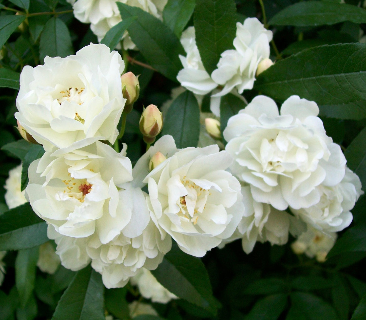 Rosa cv BANKSIAE white clustered flowers with delicate petals and green foliage