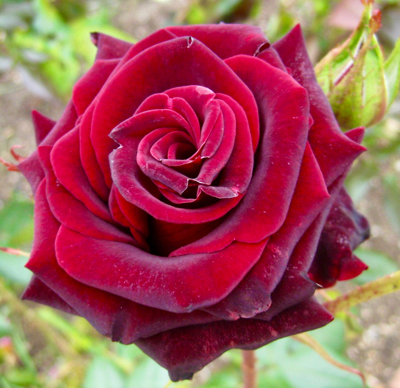 Rosa cv Black Magic tiefdunkelrote, samtige Blütenblätter blühende Rosenblume Nahaufnahme