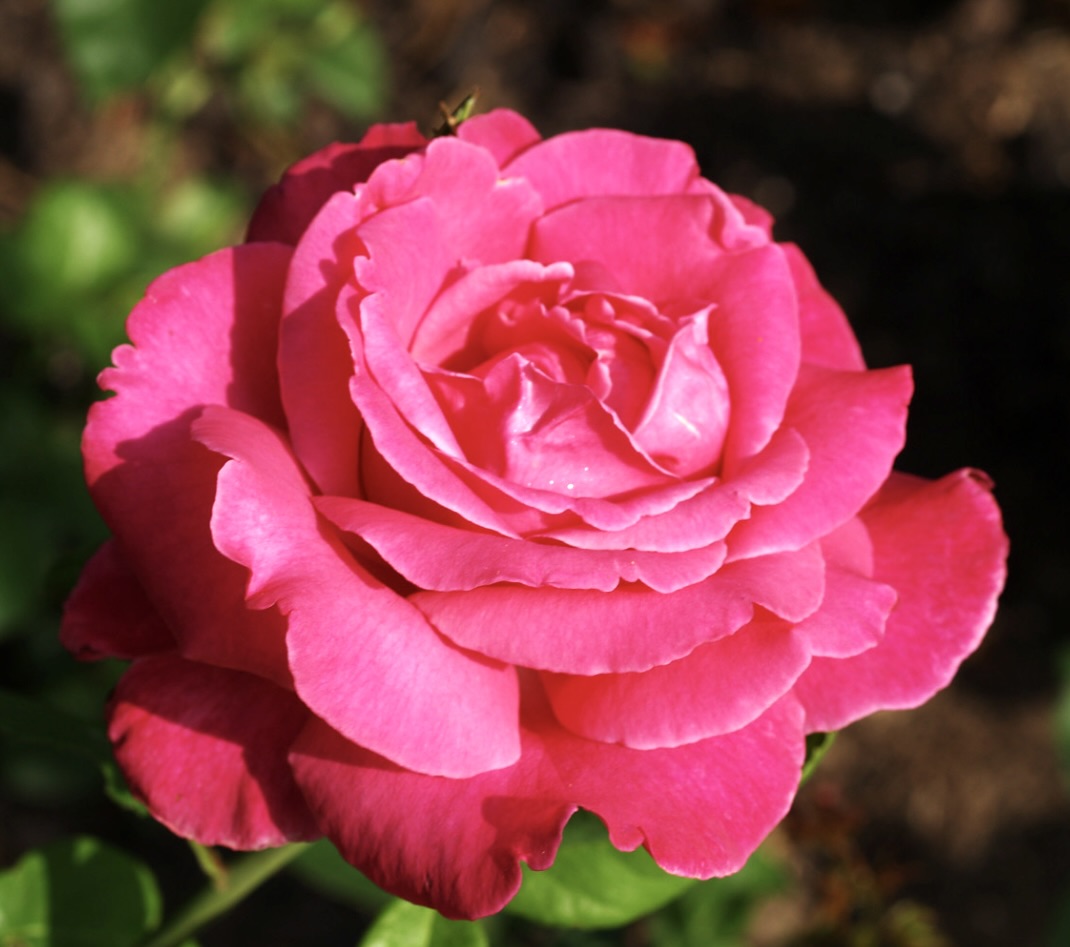 Rosa cv Caprice De Meilland® rosa vivace dal colore rosa intenso con petali stratificati e rigogliosa fogliame verde