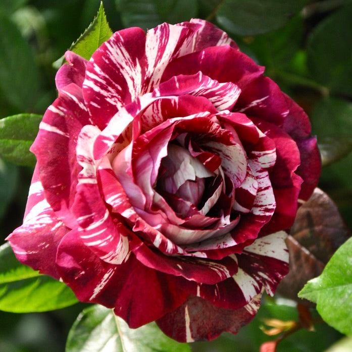 Rosa cv Julio Iglesias striped deep red and white fragrant rose bloom