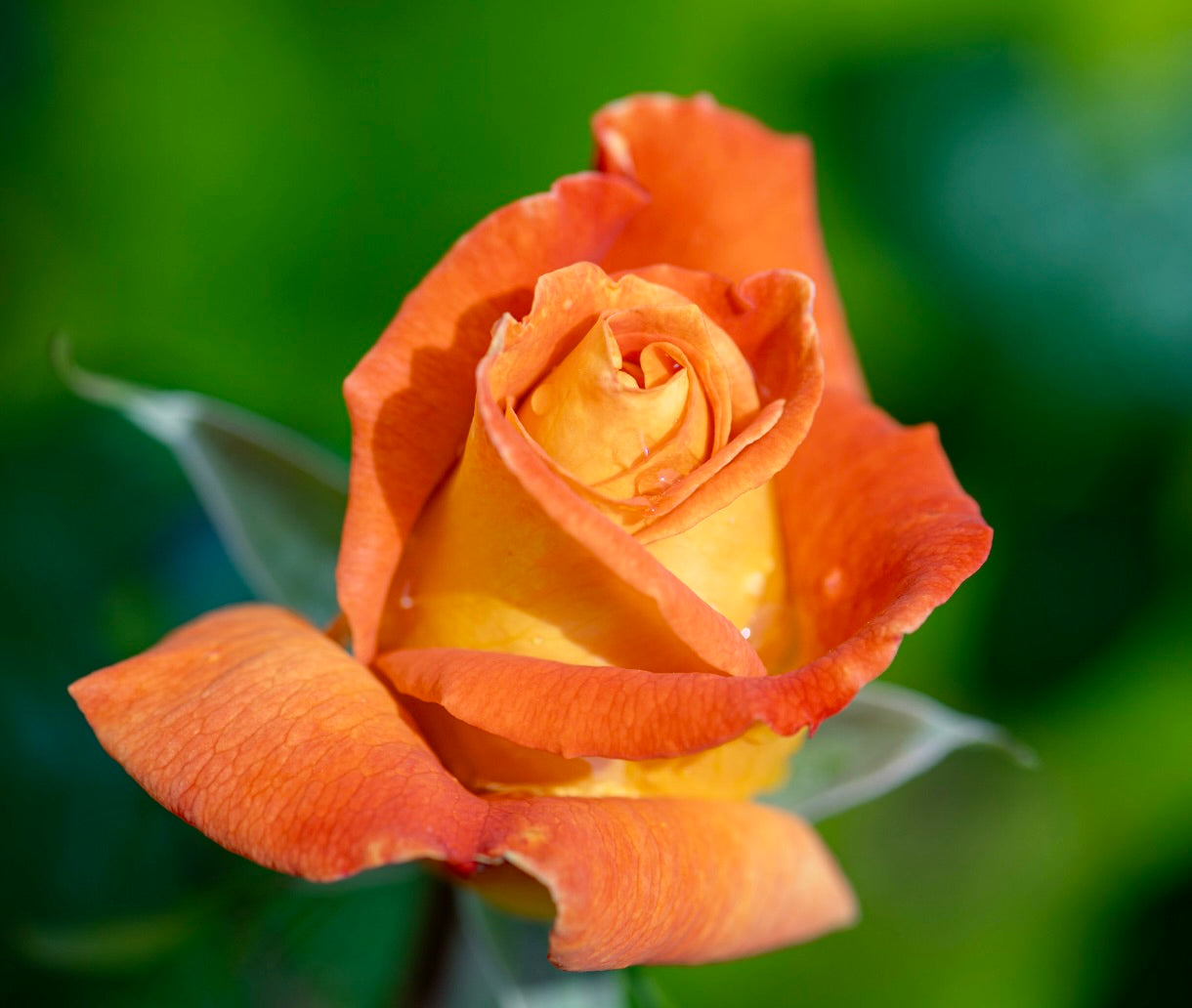 Rosa cv Meilland Louis de Funes® rosa dai vivaci petali arancioni e gialli con petali delicati e gocce d'acqua