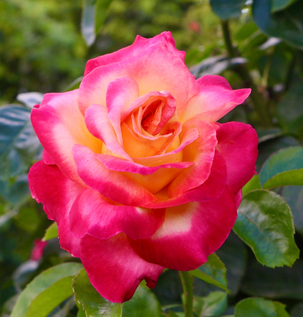 Rosa cv Meilland Pullman Orient Express® vibrant pink and yellow bi-color rose bloom with lush green leaves