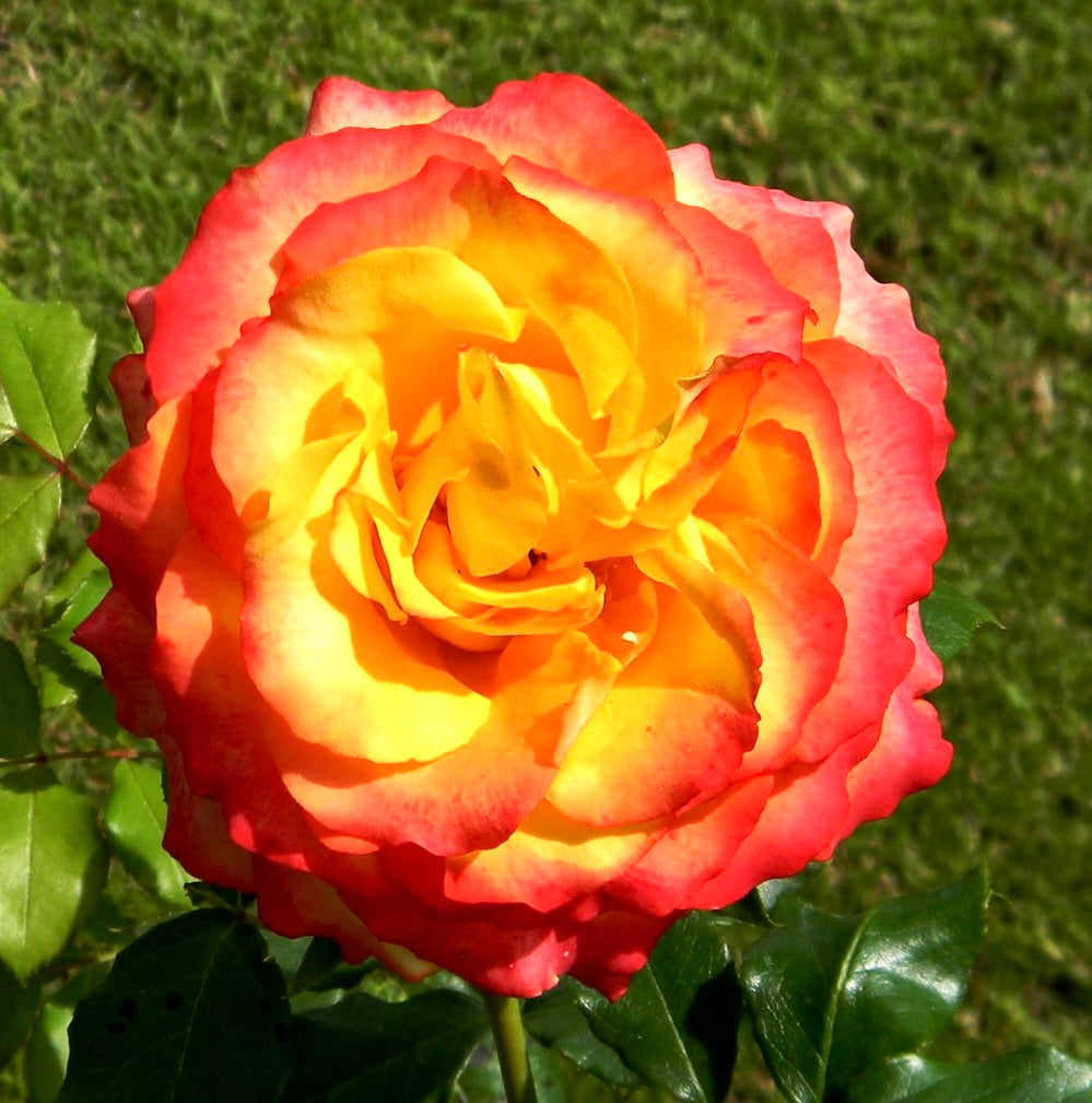 Rosa cv Meilland Tequila® vibrant yellow and red bi-color rose bloom with glossy green leaves