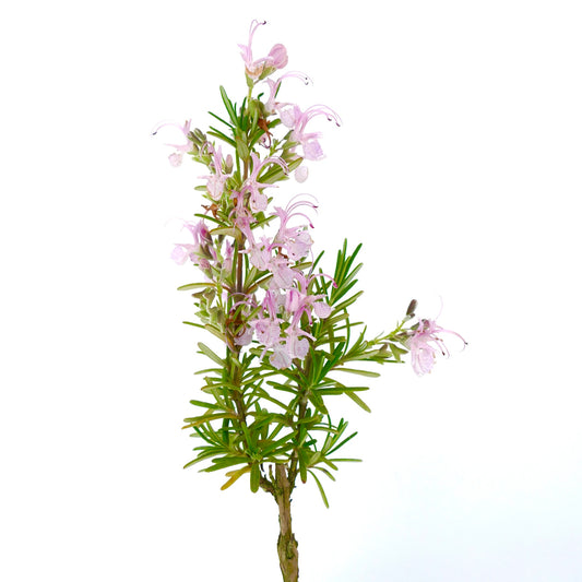 Rosmarinus officinalis cv MAJORICA PINK delicate pink flowers with needle-like green leaves