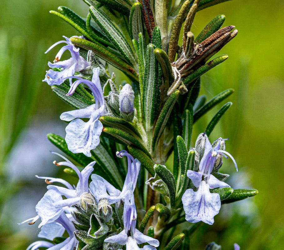 Rosmarinus officinalis erectus with green needle-like leaves and pale purple flowers