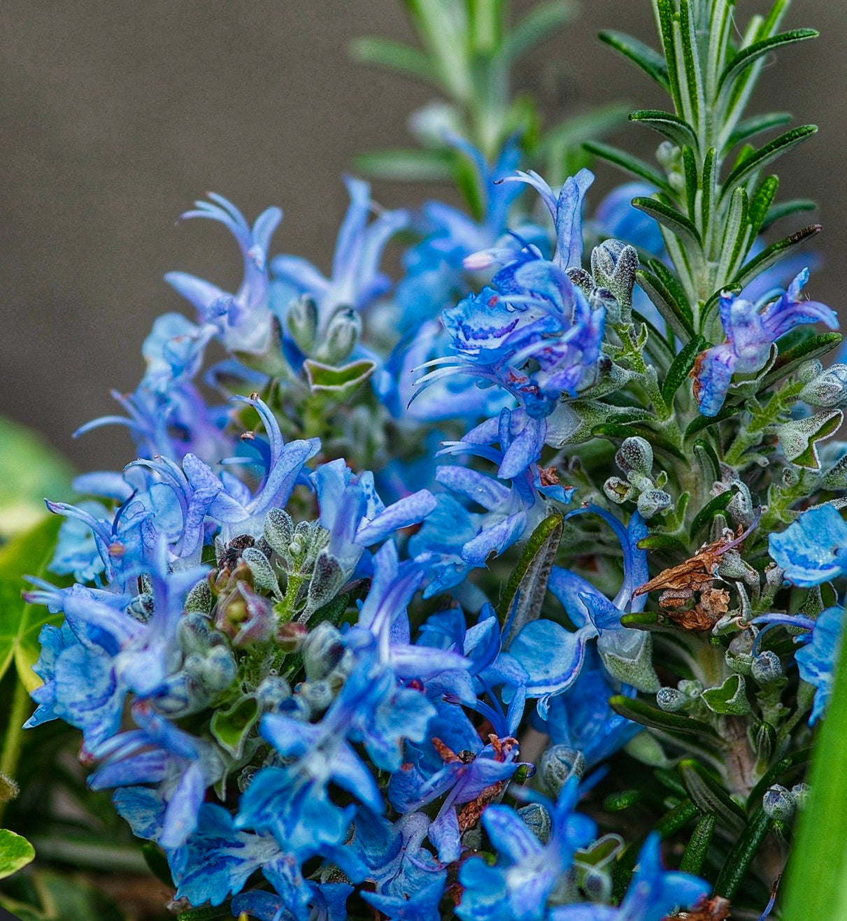Rosmarinus officinalis cv SUPER BLUE with vibrant blue flowers and aromatic green leaves