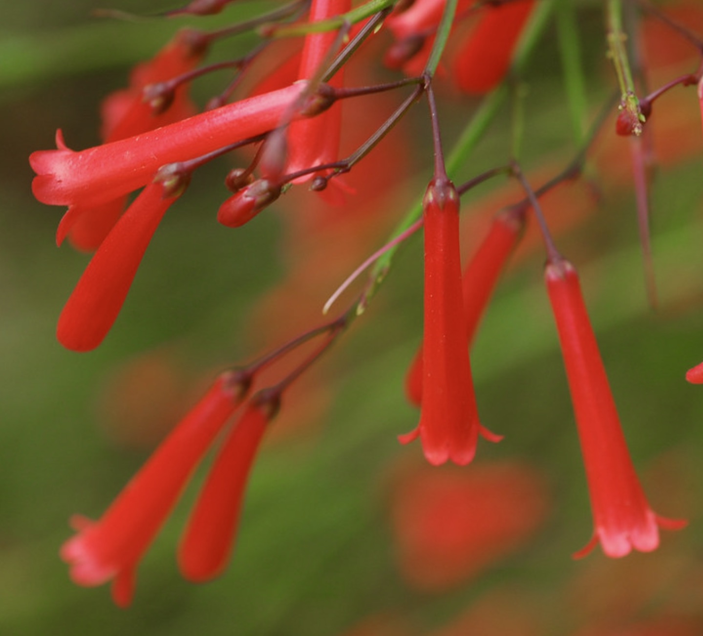 Russelia equisetiformis bright red tubular flowers with slender green stems close-up