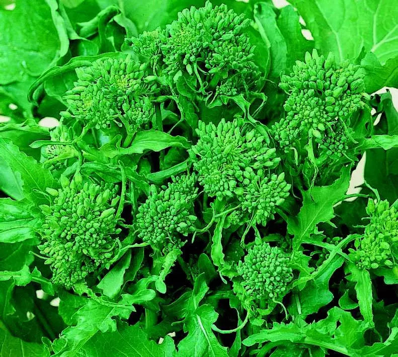 Brassica rapa var. 'Turnip greens' fresh green leafy vegetable with dense flower buds