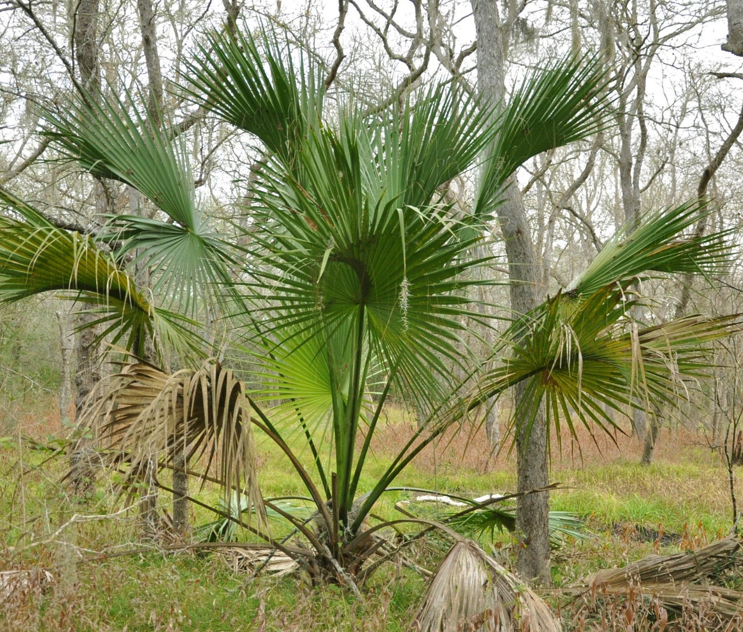 Sabal mexicana fan palm with large green segmented leaves and rough textured trunk