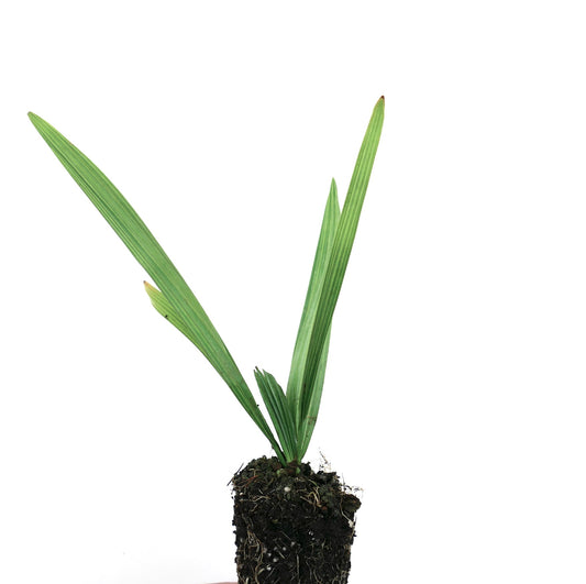 Sabal minor young palm with slender green leaves and visible root ball