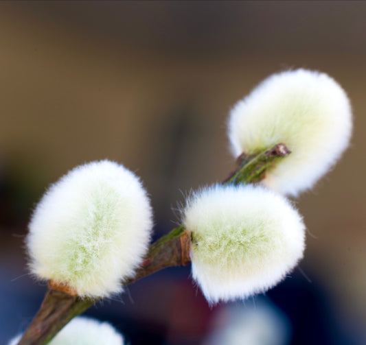 Salix caprea soft fuzzy catkins on woody branch in close-up view