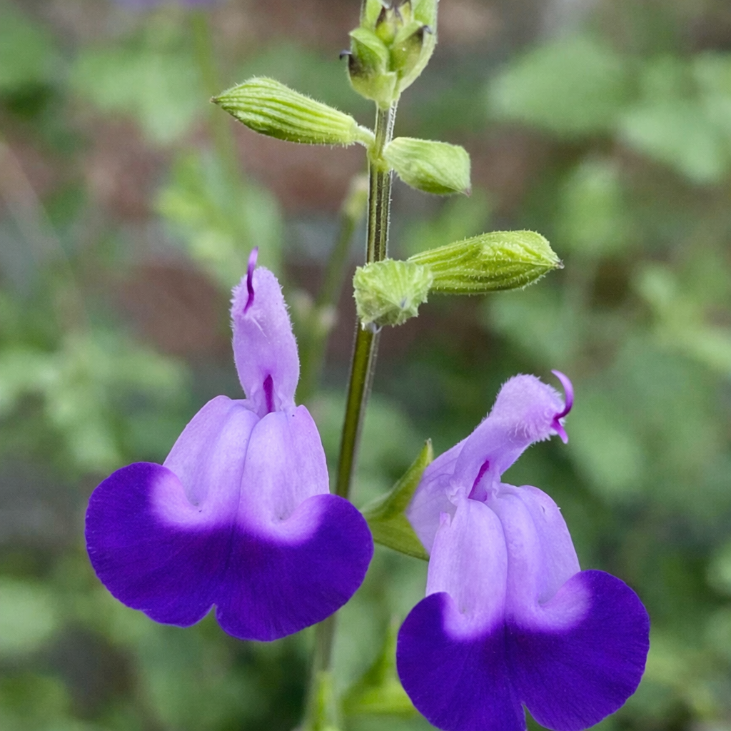 Fiori tubolari bicolore delicati viola di Salvia microphylla con boccioli verdi