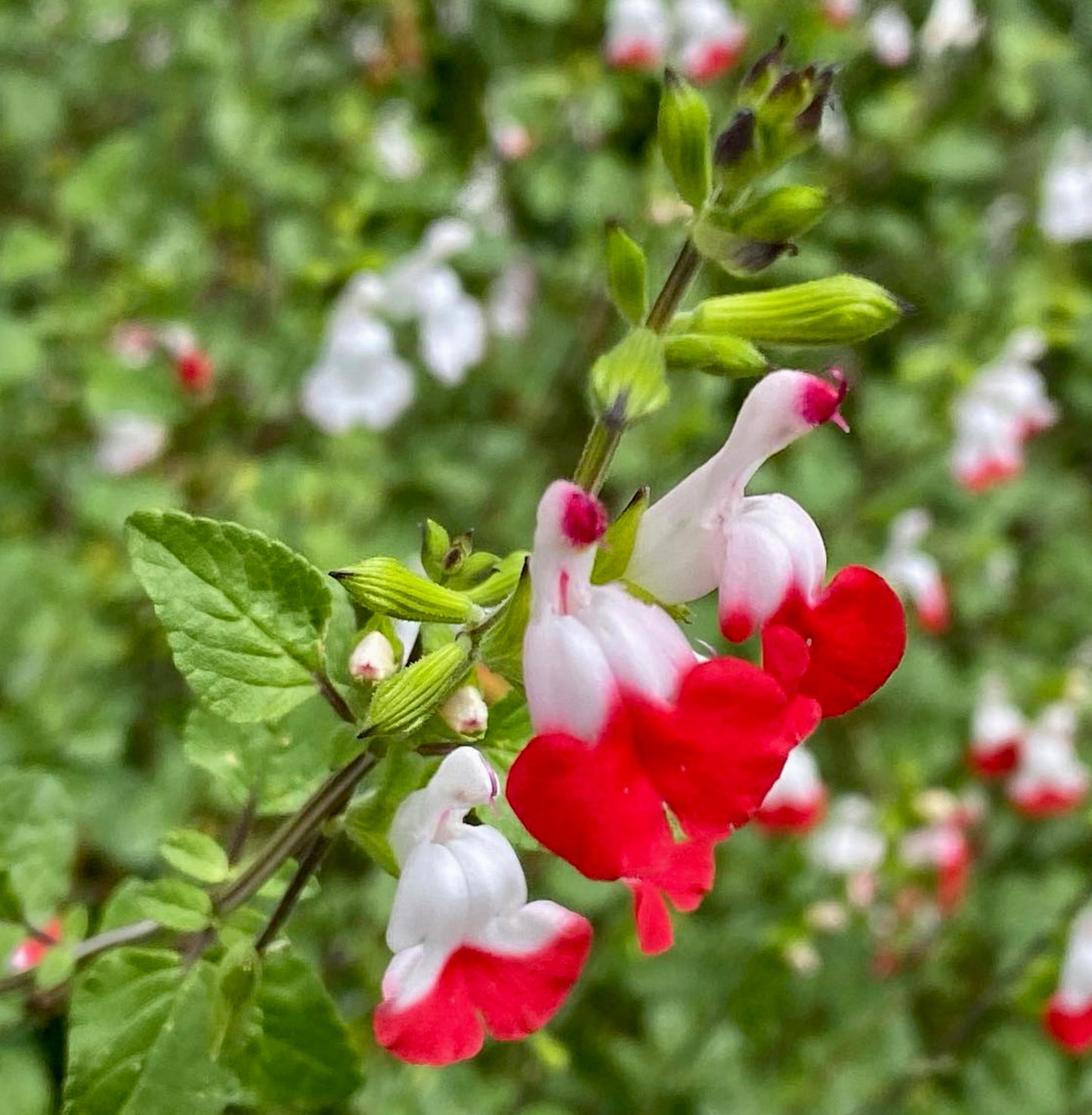 Salvia microphylla lebhafte zweifarbige rote und weiße röhrenförmige Blüten mit grünem Laub