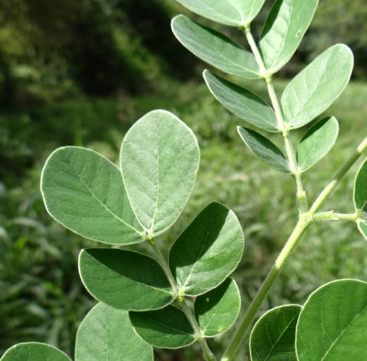 Samanea tubulosa green compound leaves with soft texture and oval shape on branches