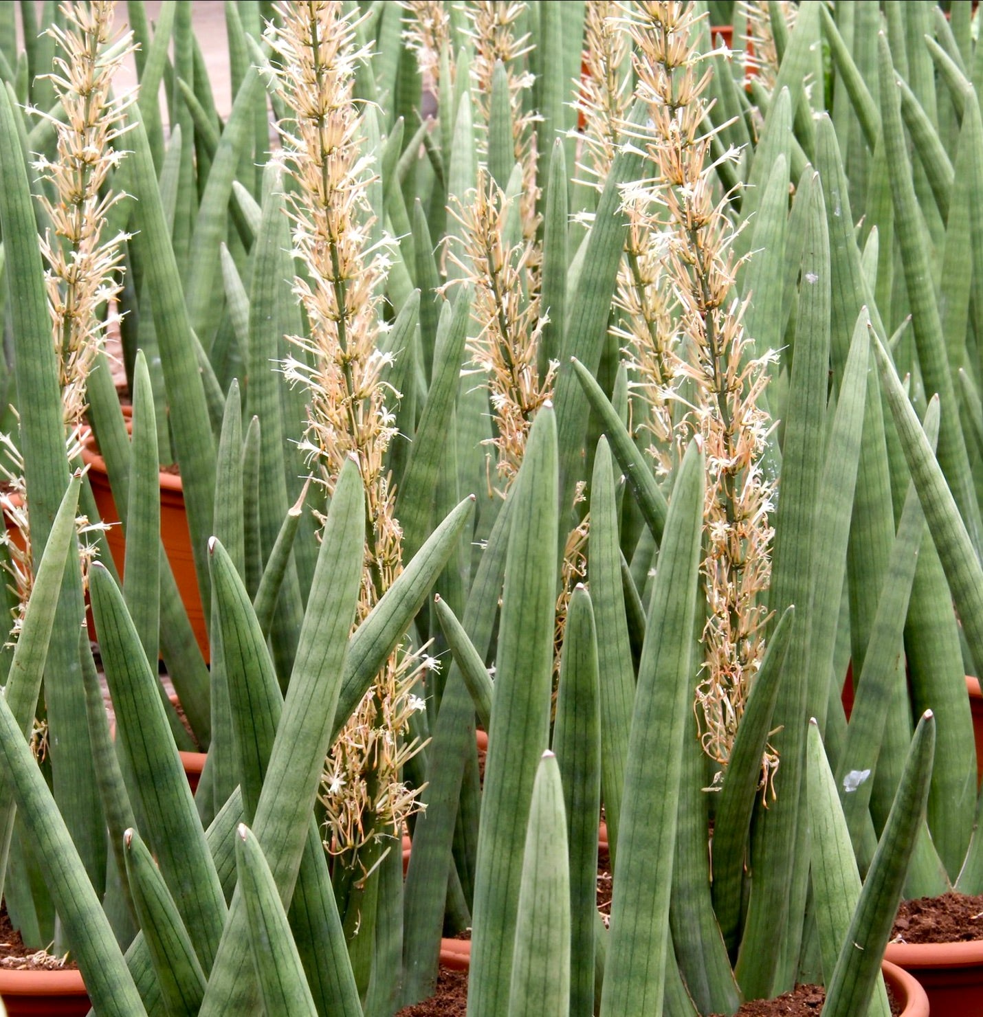 Sansevieria cylindrica tall cylindrical green succulent leaves with flowering stalks