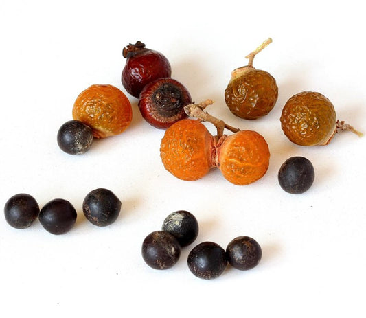 Sapindus saponaria dried wrinkled orange and dark round berries close-up