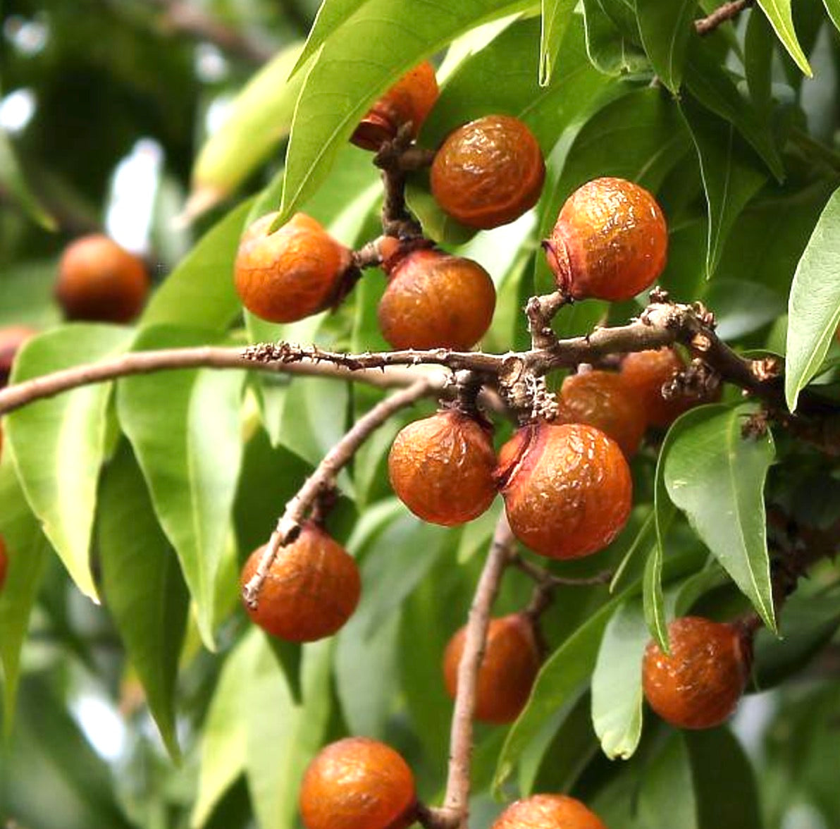 Sapindus saponaria branch with wrinkled orange fruit and glossy green leaves