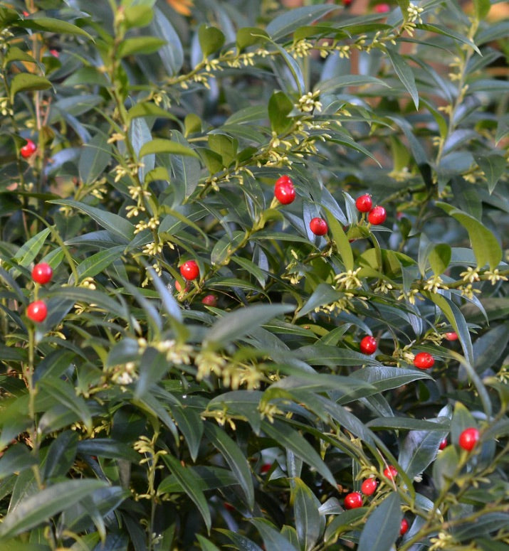 Sarcococca ruscifolia shrub with glossy green leaves and bright red berries