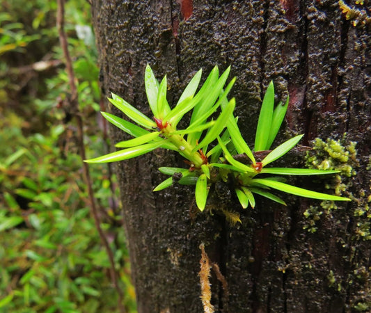 Ramo laterale piccolo di Saxegothaea conspicua in crescita