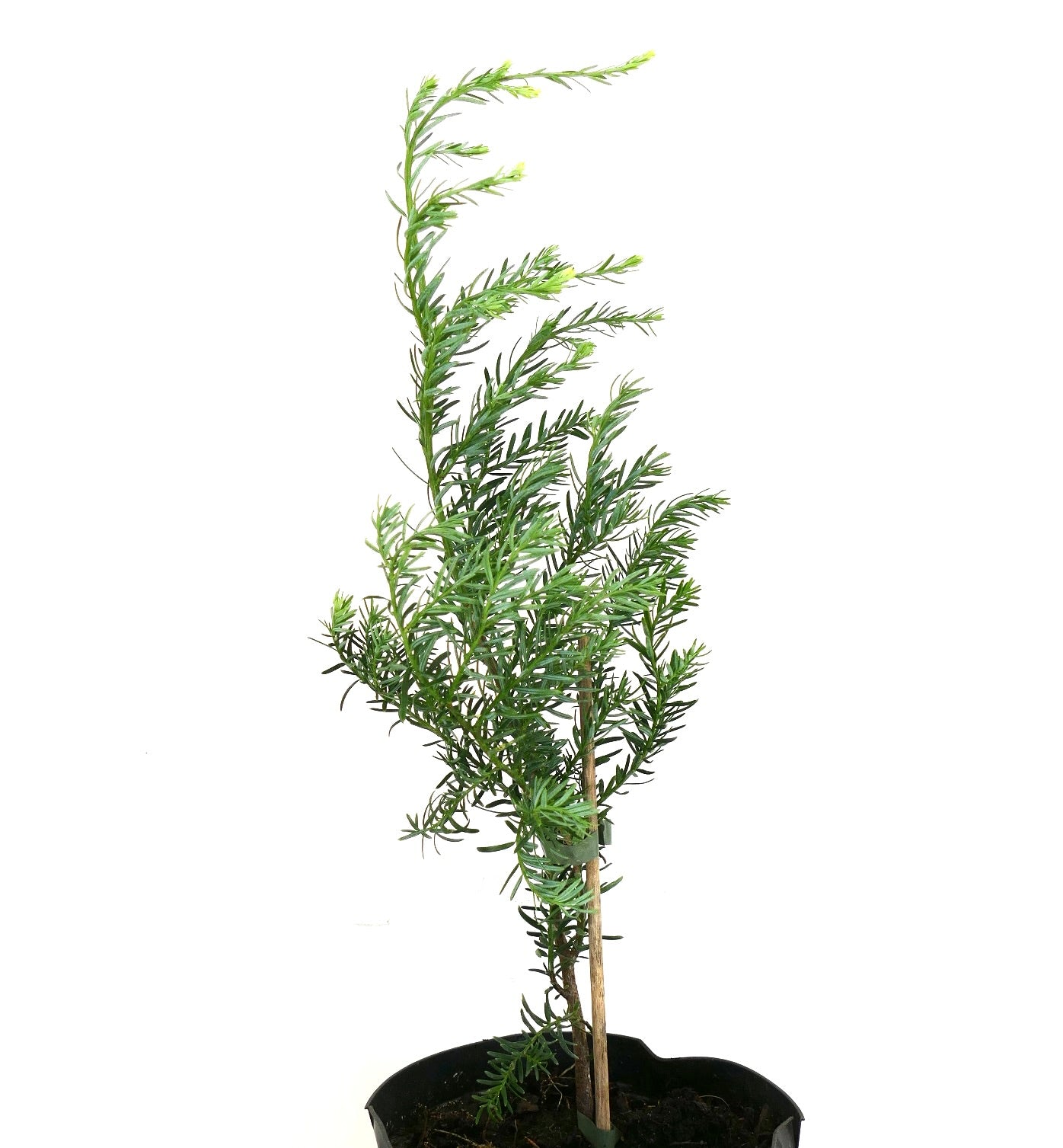 Planta de 20 cm de Saxegothaea conspicua en maceta negra