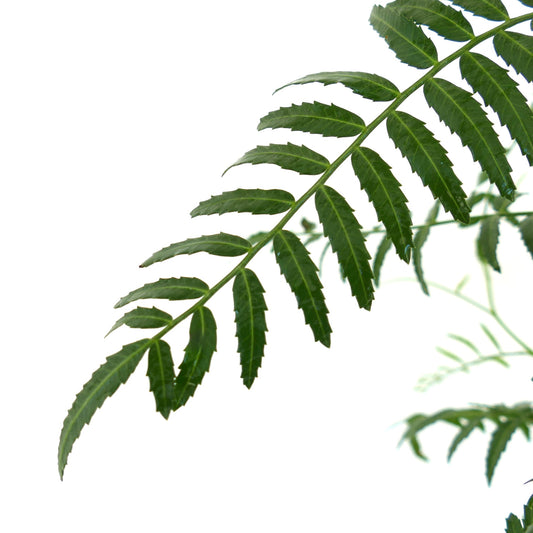 Schinus molle pinnate green leaves with serrated edges and smooth texture