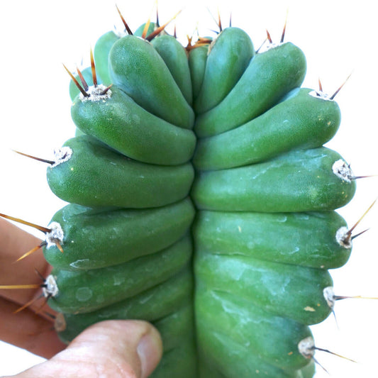 Cereus peruvianus spiral cactus with thick green ribs and sharp brown spines close-up