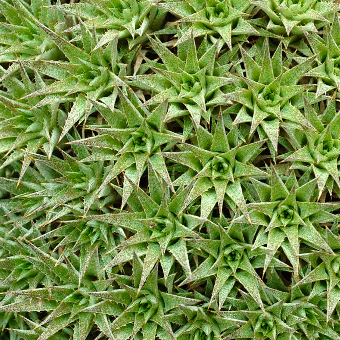 Abromeitiella brevifolia succulent with dense rosettes and spiky green leaves