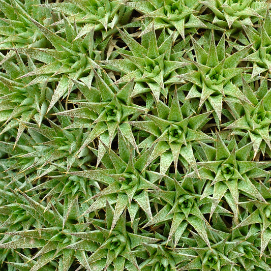Abromeitiella brevifolia 3-5cm