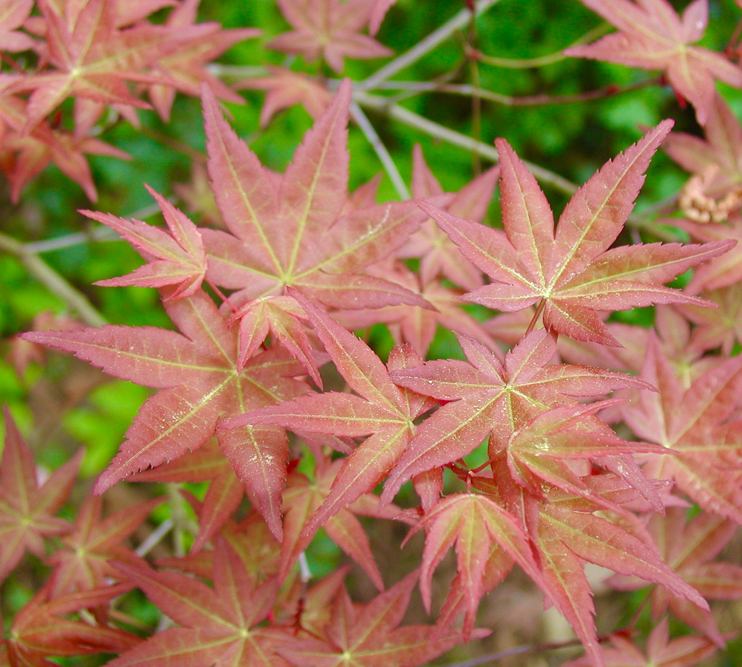 アセロラ・パルマツム「コーラリナム」鮮やかなサンゴ色の細かく裂けた葉と繊細な質感