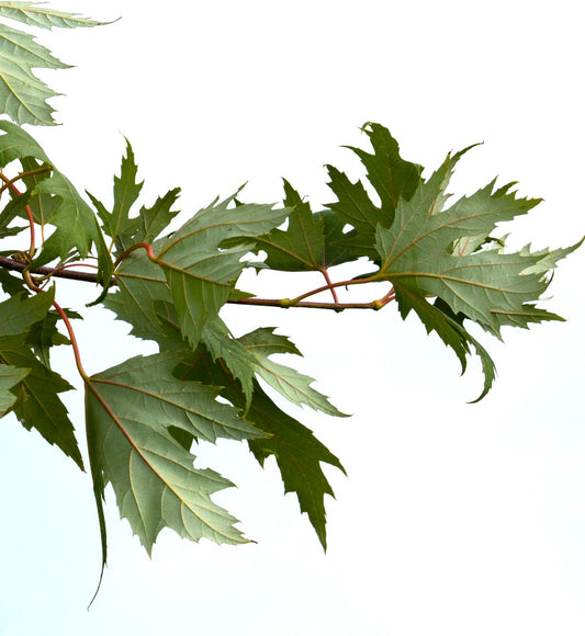 Acer saccharinum 110-130cm