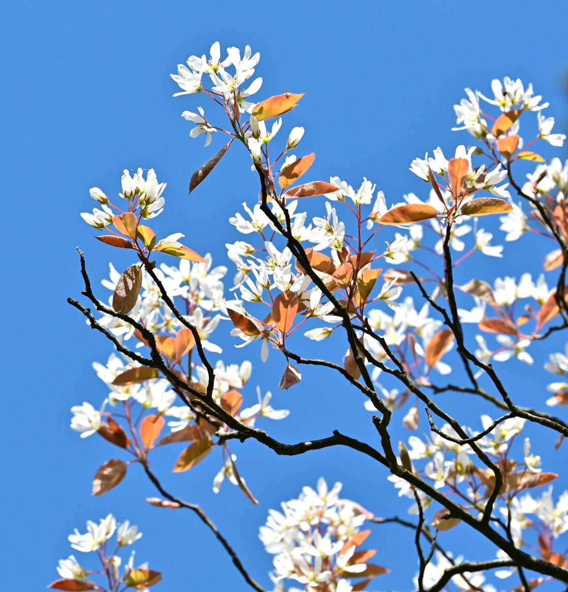 Amelanchier canadensis zarte weiße Blüten mit rötlichen Blättern an schlanken Zweigen vor blauem Himmel