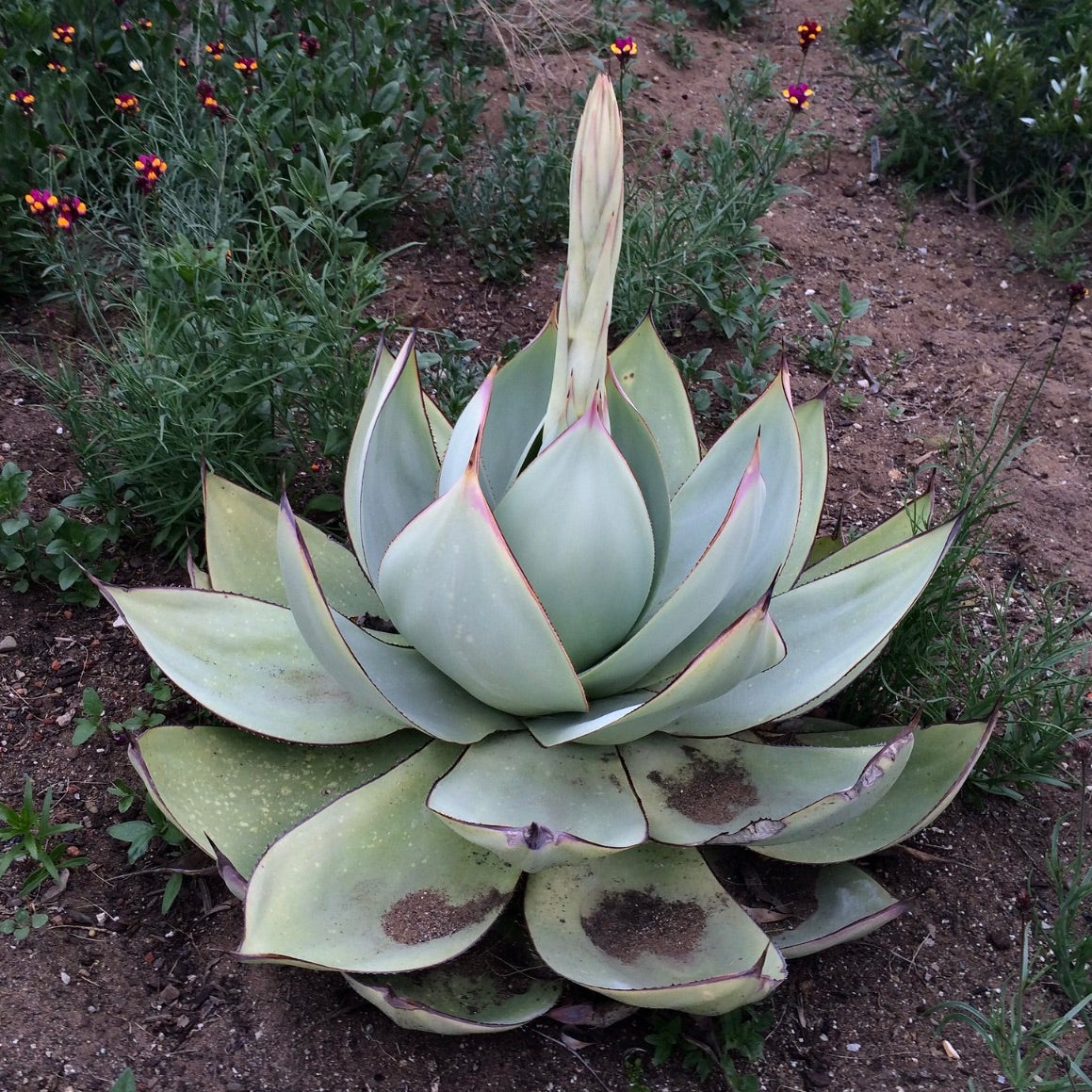 Agave celsii succulent rosette with thick pale green leaves and reddish edges in soil
