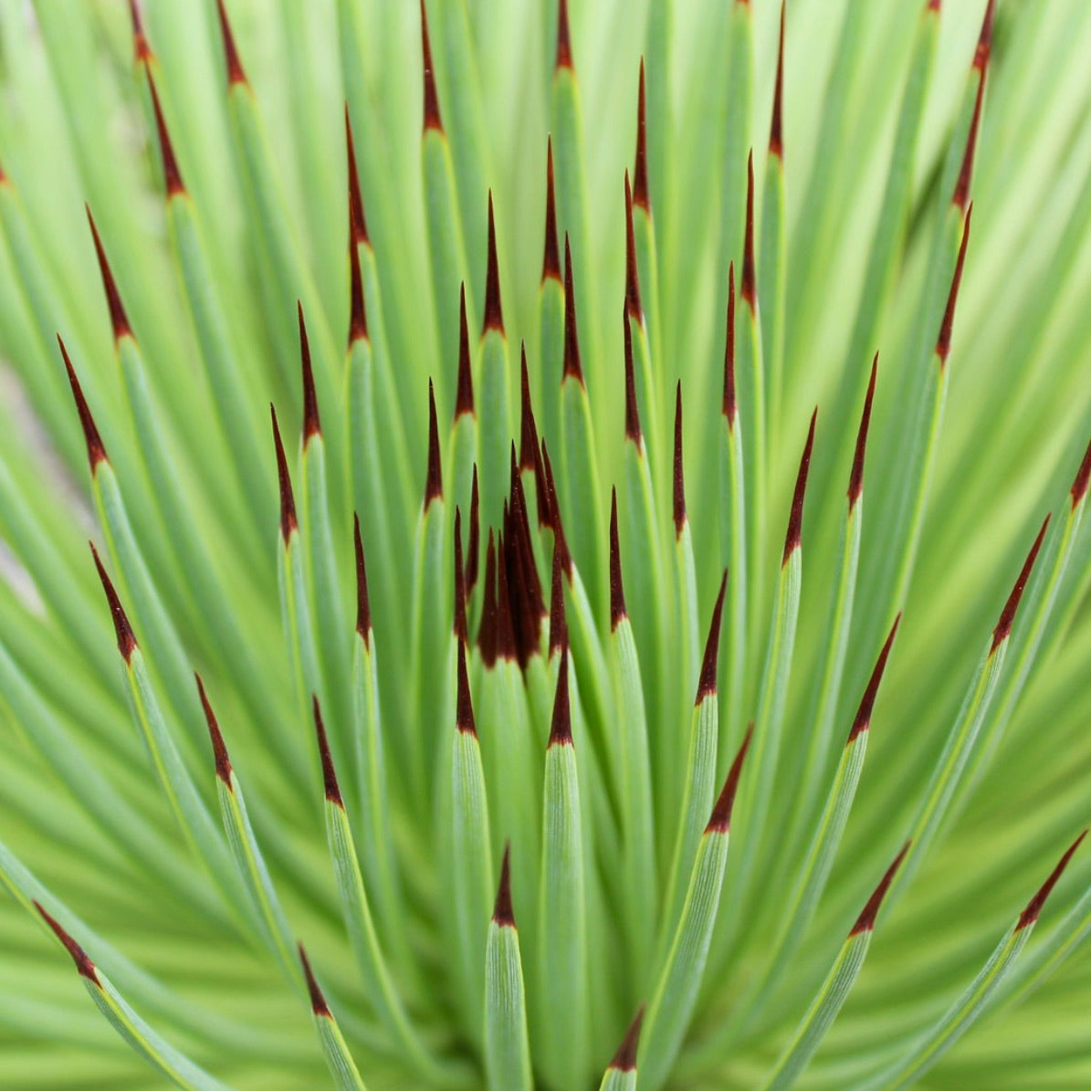 Agave stricta var. echinus succulent plant with slender green leaves and sharp reddish-brown tips