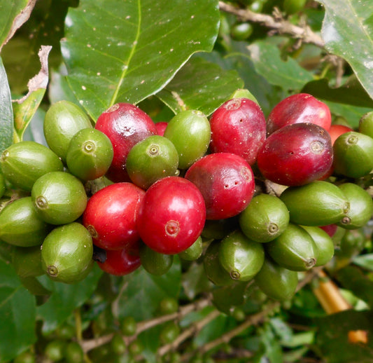 Coffea robusta (sin. canephora) 20-30cm