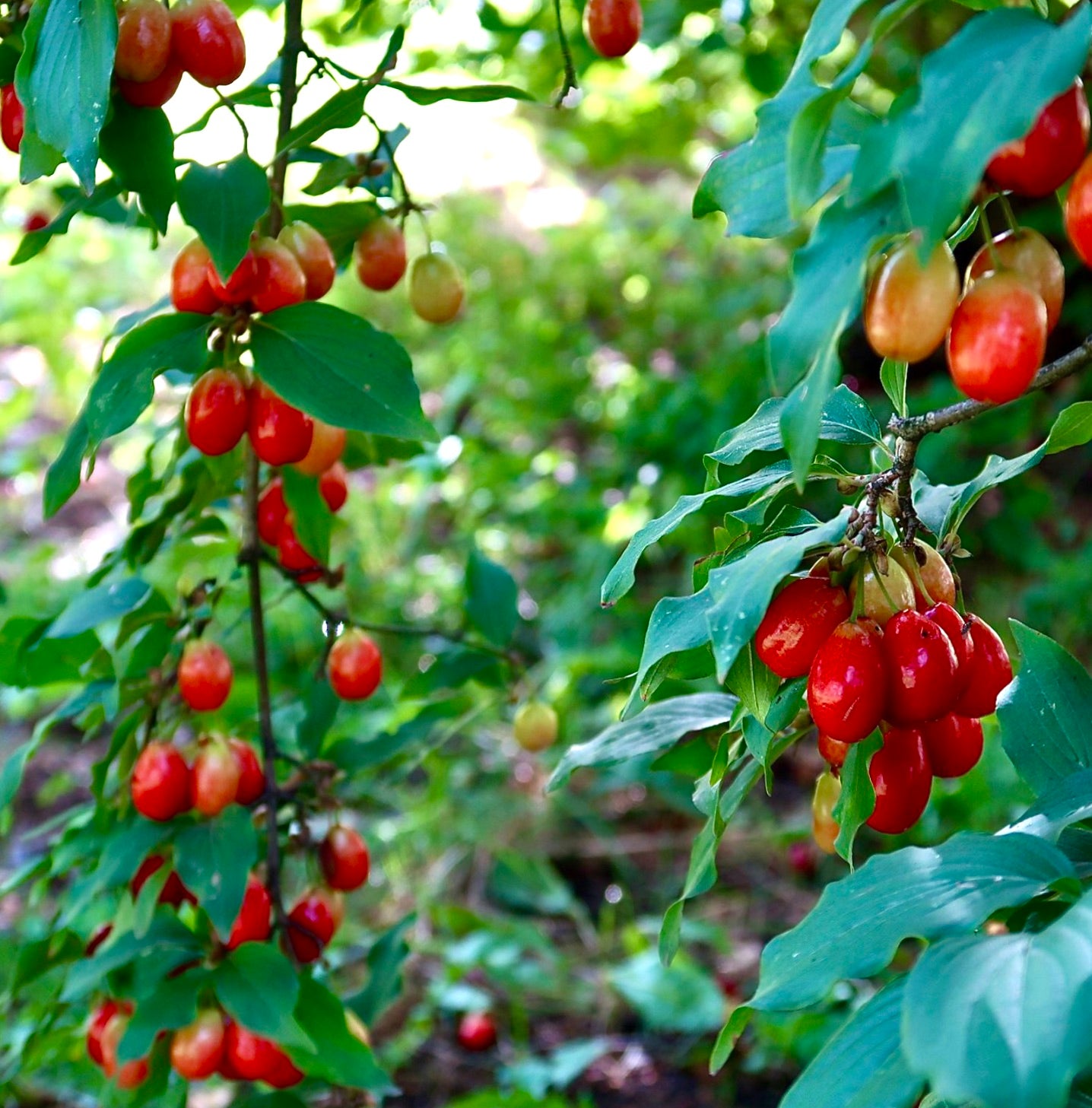 Bacche rosse e arancioni mature di Cornus mas con foglie verdi sui rami dello arbusto
