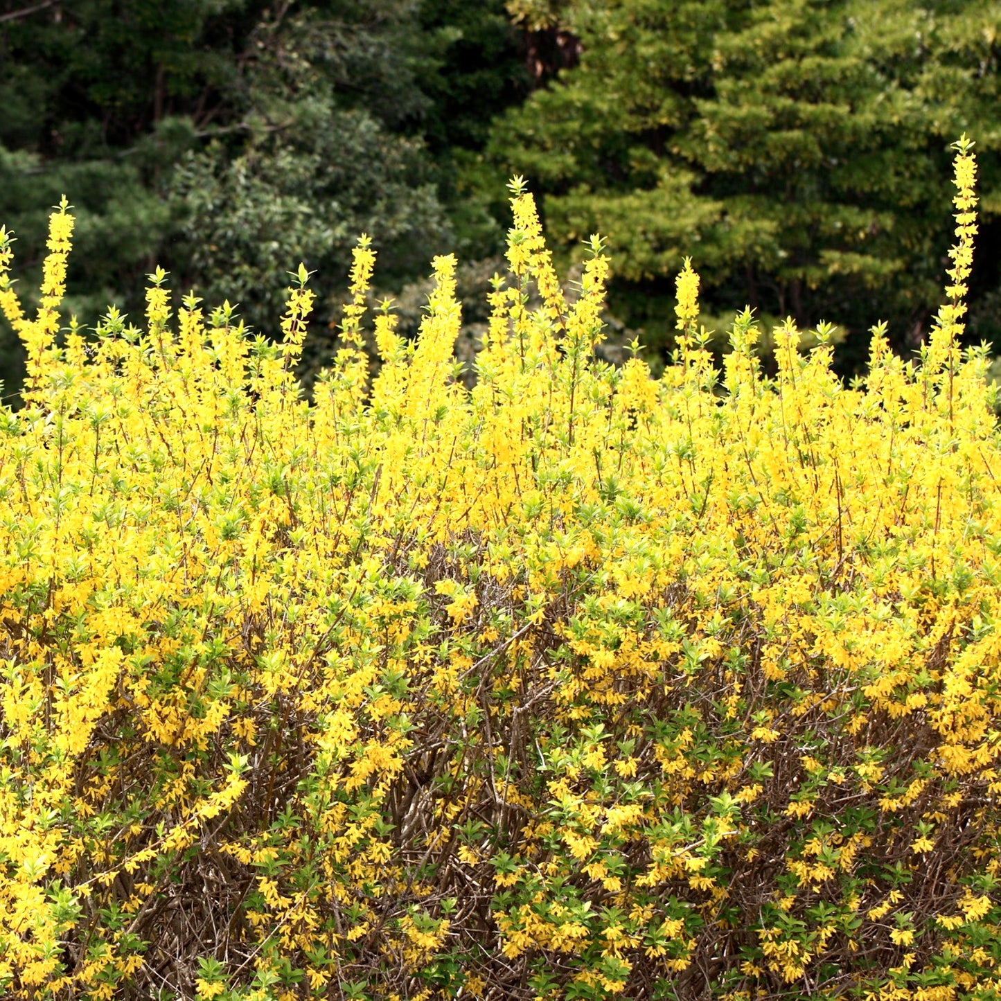 Forsythia viridissima arbusto de flores amarillo brillante con hojas verdes delgadas y tallos leñosos