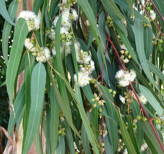 Eucalyptus camaldulensis slender green leaves with delicate white fluffy flowers and reddish stems