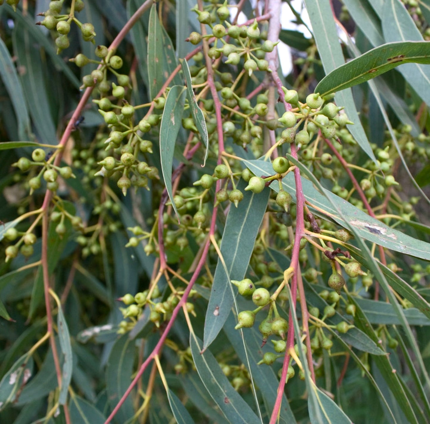 Eucalyptus camaldulensis 50-130cm