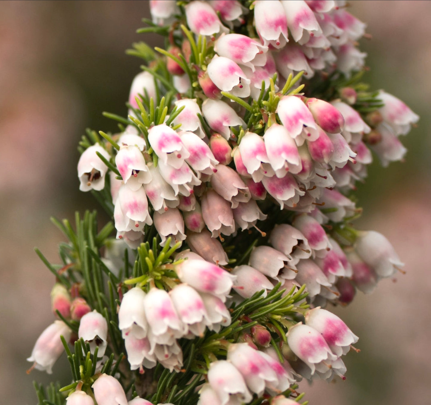 Erica arborea con delicati fiori bianchi e rosa a forma di campana e foglie verdi aghiformi