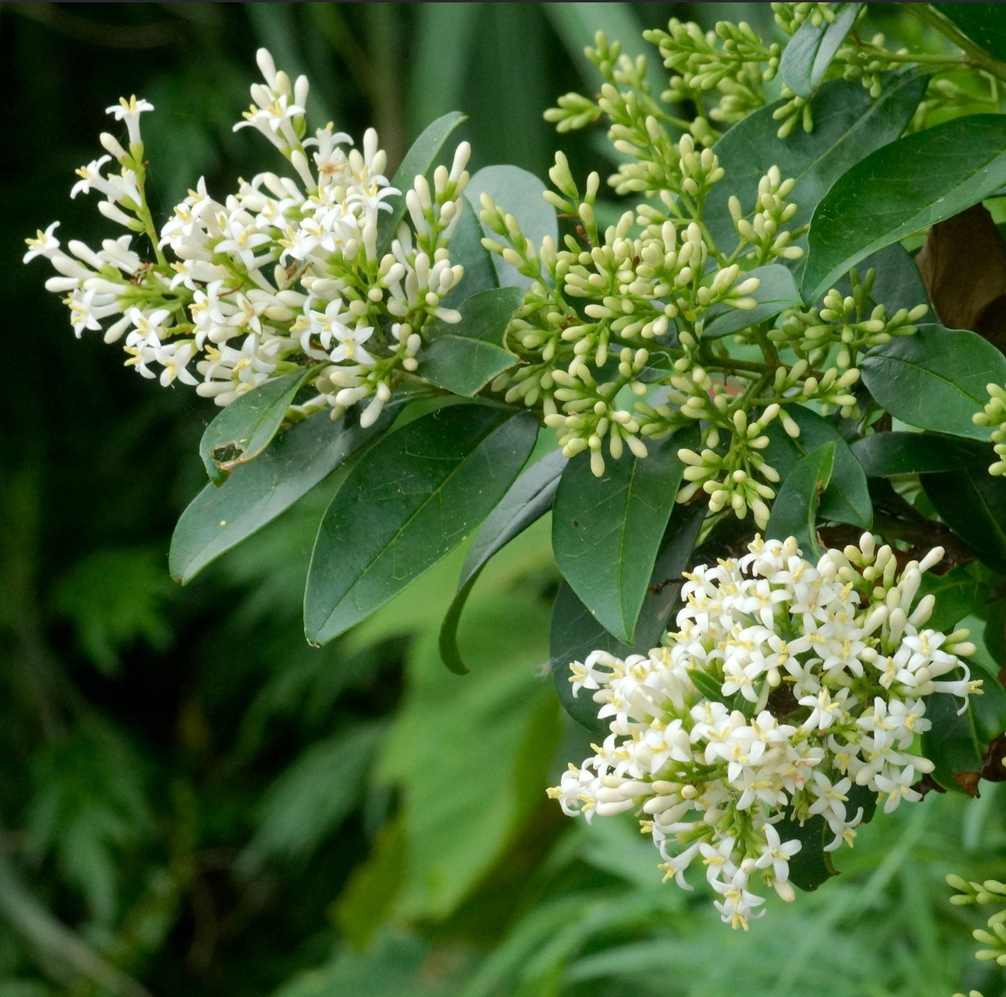 Ligustrum japonicum con hojas verdes brillantes y racimos de pequeñas flores blancas