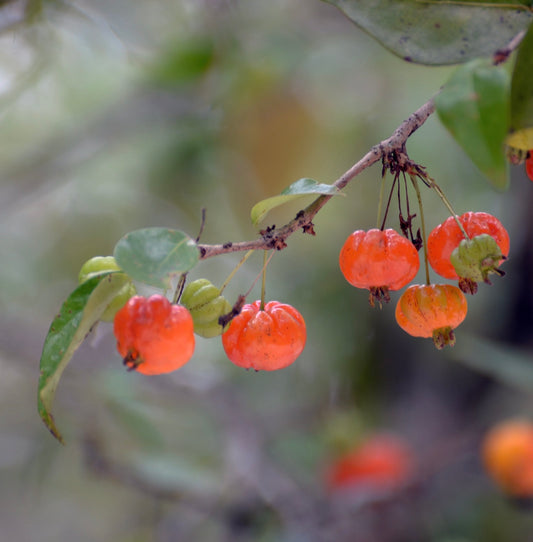 Eugenia uniflora bright orange ribbed fruit hanging on leafy branch close-up
