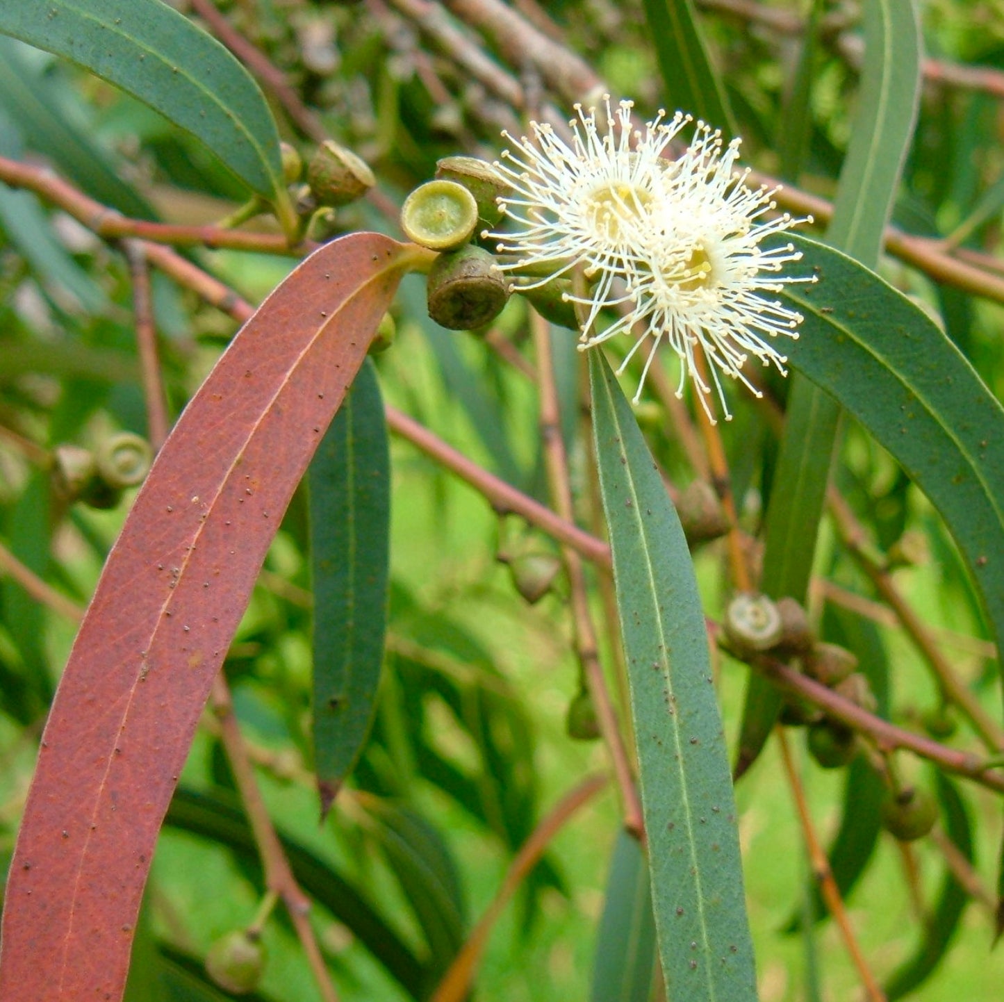 Eucalyptus parvifolia slender green leaves with white fluffy flowers and seed capsules