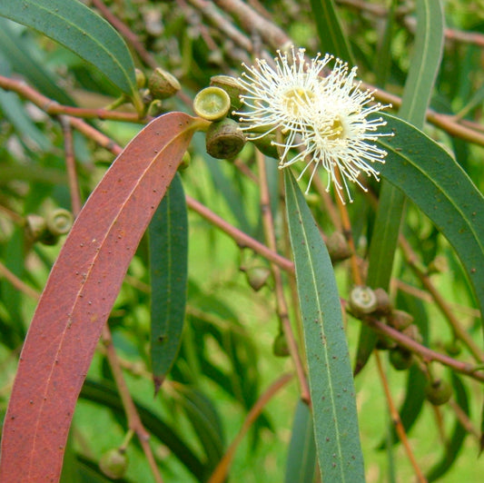 Eucalyptus parvifolia 110-130cm