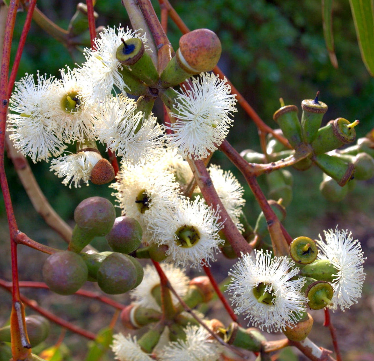 Eucalyptus viminalis con delicadas flores blancas esponjosas y vainas verdes en tallos rojizos